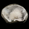 Scolecite Spray Inside MM Quartz Geode Natural Mineral Specimen # B 6565