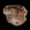 Scolecite Sprays Fan Inside Heulandite Geode Natural Mineral Specimen  # B 5133