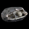 Scolecite Sprays Inside Geode Natural Mineral Specimen  # B 4649