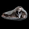 Scolecite Sprays Inside Geode Natural Mineral Specimen  # B 4650