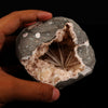 Scolecite Sprays Inside Heulandite Geode Natural Mineral Specimen # B 5600