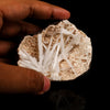Scolecite Sprays Inside Heulandite Geode Natural Mineral Specimen # B 5779