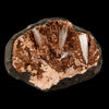 Scolecite Sprays Inside Heulandite Geode Natural Mineral Specimen # B 5823