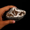 Scolecite Sprays Inside Heulandite Geode Natural Mineral Specimen # B 6283