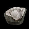 Scolecite Sprays Inside MM Quartz Geode Natural Mineral Specimen # B 5490