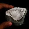 Scolecite Sprays Inside MM Quartz Geode Natural Mineral Specimen # B 5490