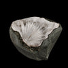 Scolecite Sprays Inside MM Quartz Geode Natural Mineral Specimen # B 5490