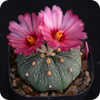 Astrophytum Mix Star Cactus Seeds