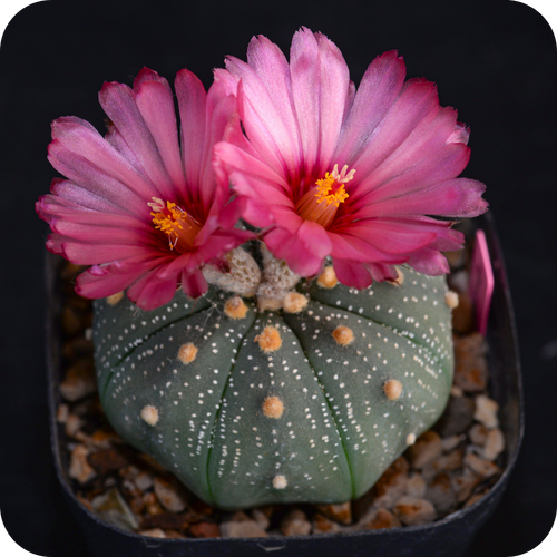 Astrophytum Mix Star Cactus Seeds
