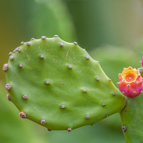Opuntia Mix Prickly Pear Seeds