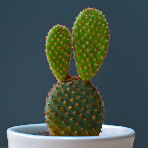 Opuntia Mix Prickly Pear Seeds