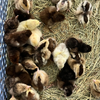 6 Rare Serama Bantam Hatching Eggs – World’s Smallest Chicken – Fertile & Freshly Collected