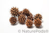 Sweetgum Pods