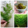 Shrimp Breeders Plant Pack (3 Plants)