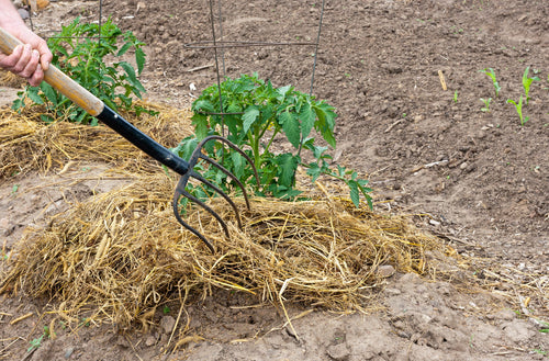 100% Natural Wheat Straw - Glyphosate Free