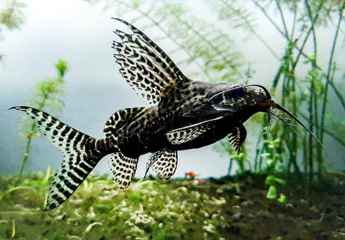 Synodontis angelicus (Angel Catfish) and Synodontis eupterus (Featherfin Catfish)