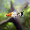 Koi Sanke Swordtail 6 Pack