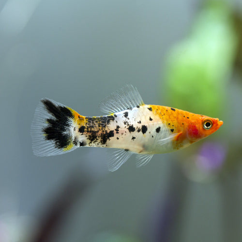 Koi Sanke Swordtail 6 Pack