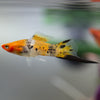 Koi Sanke Swordtail 6 Pack