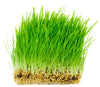 Oat Seed, USDA Certified Organic, Glyphosate Free