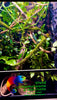 Size 24: 24x24x48 Deluxe All-In-One WIFI Controlled Automated Chameleon kit