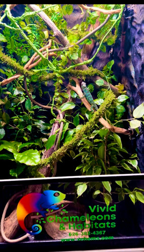 Size 24: 24x24x48 Deluxe All-In-One WIFI Controlled Automated Chameleon kit