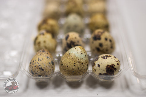 Freeze-Dried Raw Quail Eggs for Dogs & Cats: Whole Egg, Bulk Sizes