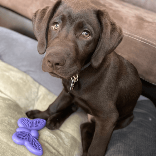 Butterfly Nylon Chew & Enrichment Toy | 2-in-1 for Aggressive Chewers | SodaPup