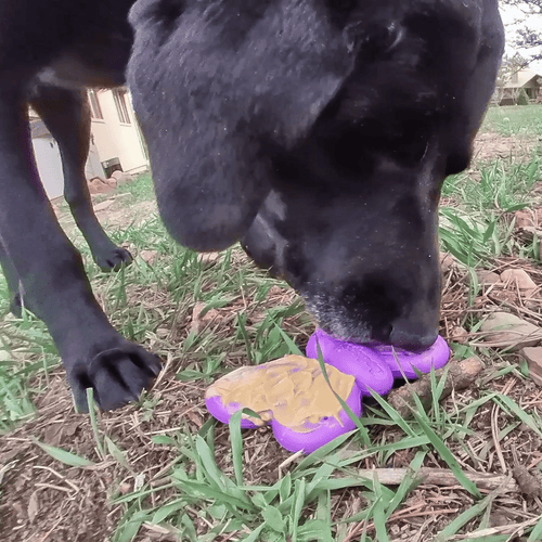 Butterfly Nylon Chew & Enrichment Toy | 2-in-1 for Aggressive Chewers | SodaPup