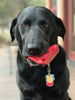 Cherry Pie Nylon Dog Chew Toy for Aggressive Chewers | USA Made | SodaPup