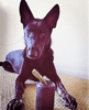 SP Magnum Can Toy eDispenser Ultra Durable Rubber Chew Toy & Treat Dispenser - Power Chewers