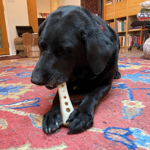 MOD Bone Nylon Dog Chew Toy for Aggressive Chewers | USA Made