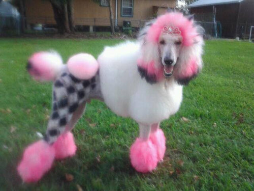 Critter Color - Temporary Pet Fur Coloring/Dog Dye