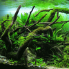 Spiderwood Driftwood Medium (6-10)