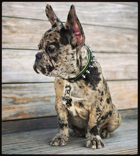 Spiky collar for puppies and small fur babies