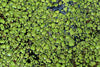 Giant Duckweed (Spirodela polyrhiza)