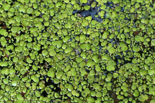 Giant Duckweed (Spirodela polyrhiza)