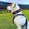 EROS BIG dog SET- Harness - collar - lead. Black & Red