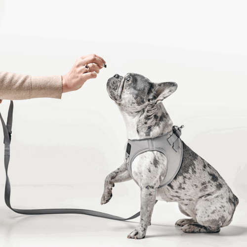 3-in-1 City Dog Leash - Steel