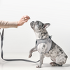 SoHo Dog Harness - Steel