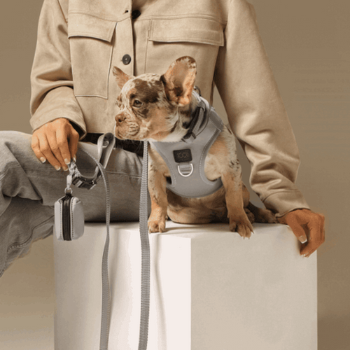 SoHo Dog Harness - Steel