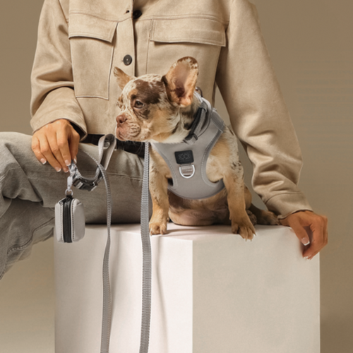 SoHo Dog Harness - Steel