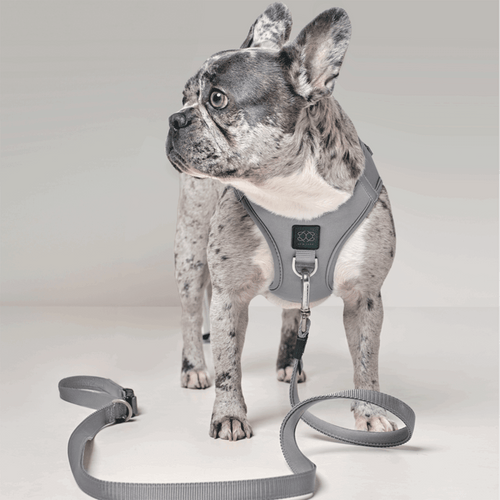 SoHo Dog Harness - Steel