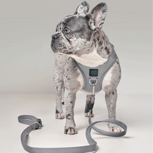 SoHo Dog Harness - Steel