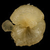 Stellerite Bow Natural Mineral Specimen # B 5955
