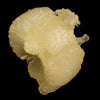 Stellerite Bow Natural Mineral Specimen # B 5955
