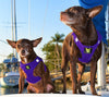 EcoBark Step In Dog Harness - XXXS to Small Breeds- Reflective Soft Mesh Harness for Teacup, Small Dogs and Puppies / Purple