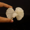 Stilbite Bow Natural Mineral Specimen # B 6750
