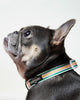 Strawberry Striped Collar & Bowtie