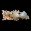 Superb Stilbite Bow-Tie on Heulandite Natural Mineral Specimen Natural Mineral Specimen  # B 4583